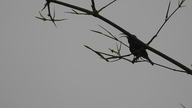 Loten's Sunbird - ML640013450
