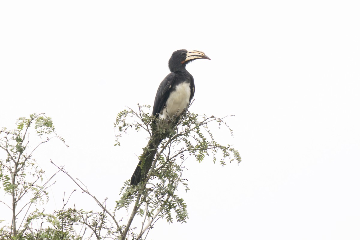 Congo Pied Hornbill - ML640013466