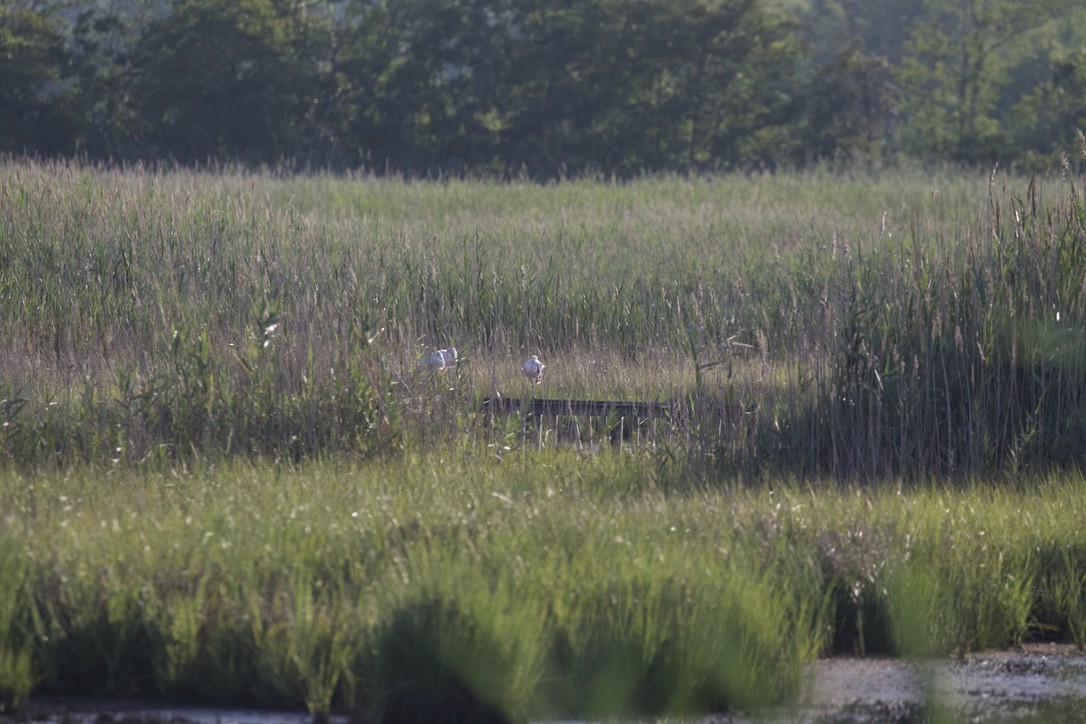 Roseate Spoonbill - ML640013489
