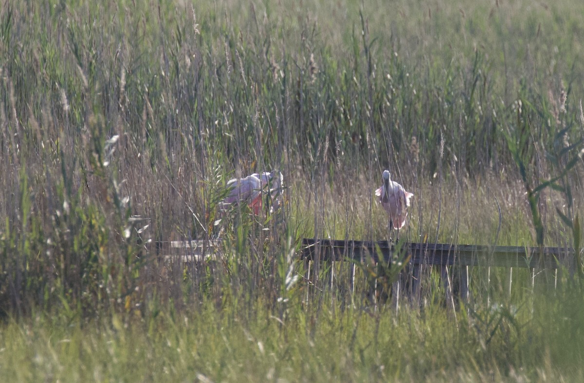 Roseate Spoonbill - ML640013524