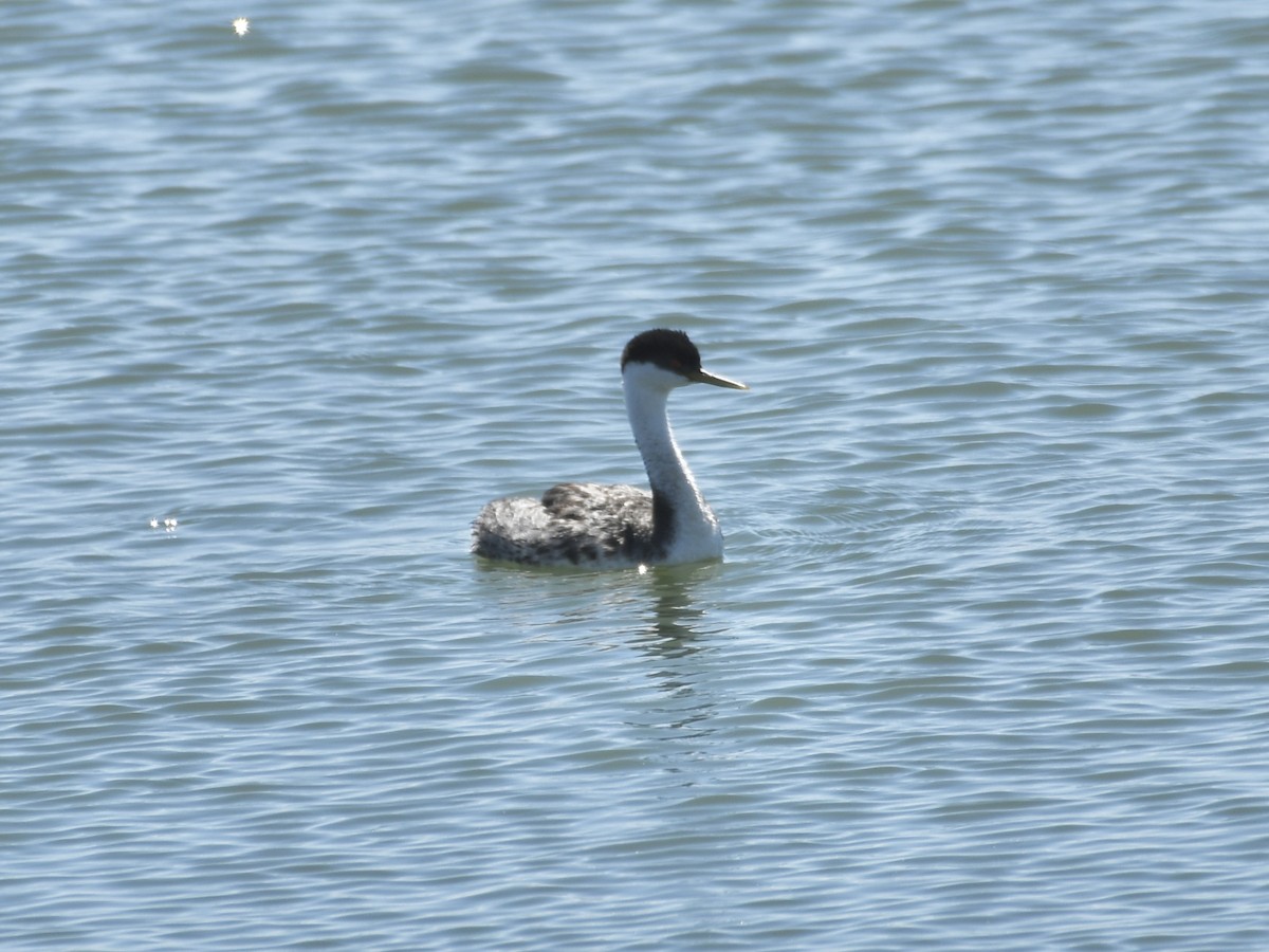 Western Grebe - ML640013546