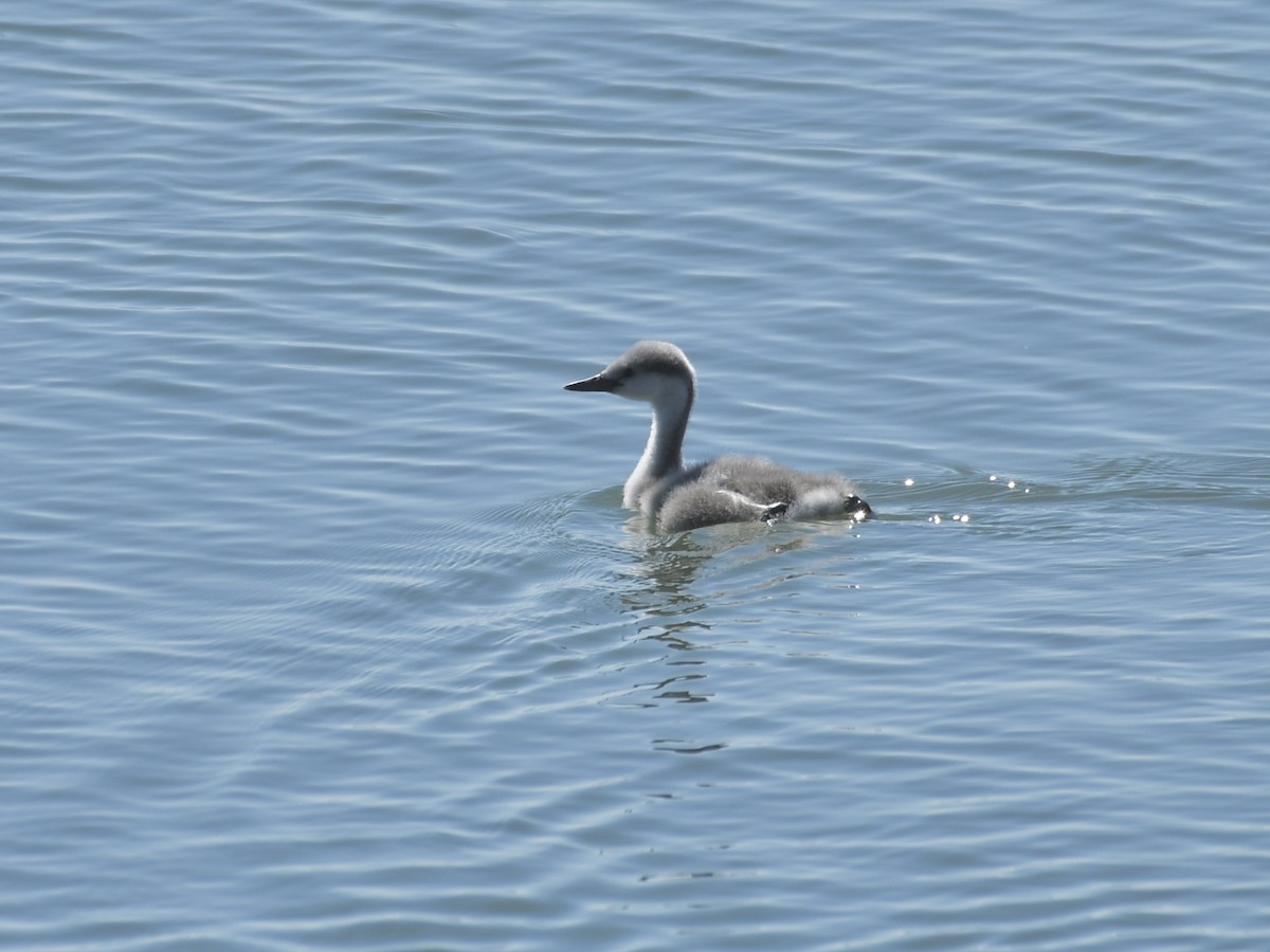 Western Grebe - ML640013548