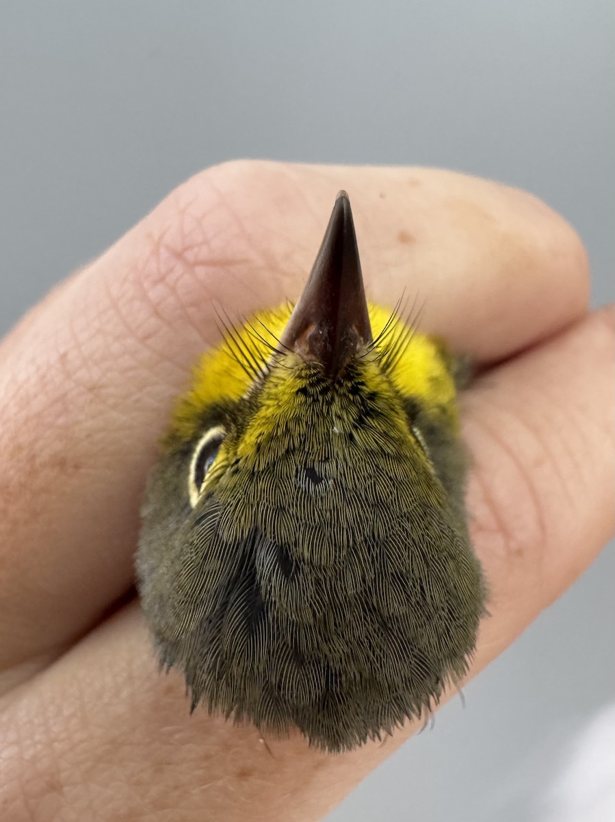 Canada Warbler - ML640013552