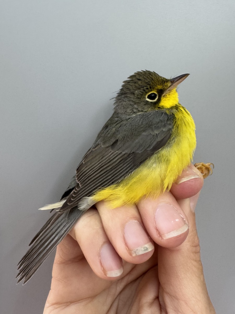 Canada Warbler - ML640013577