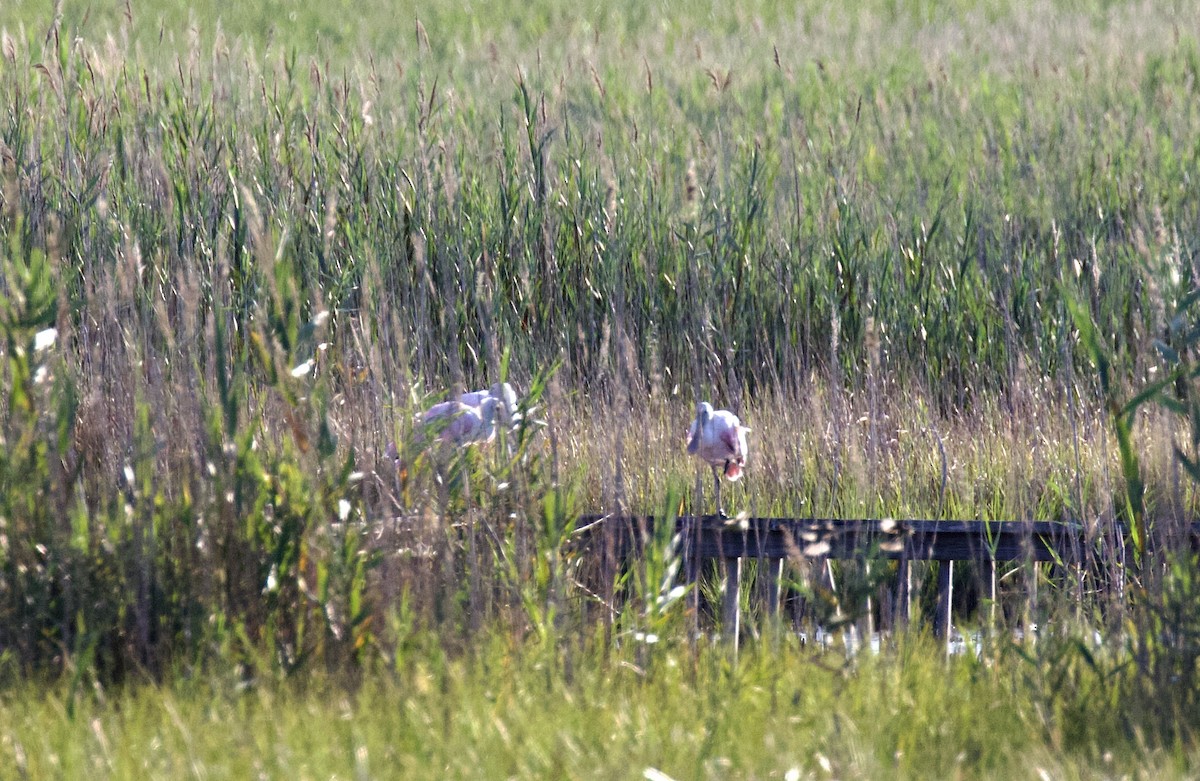 Roseate Spoonbill - ML640013578