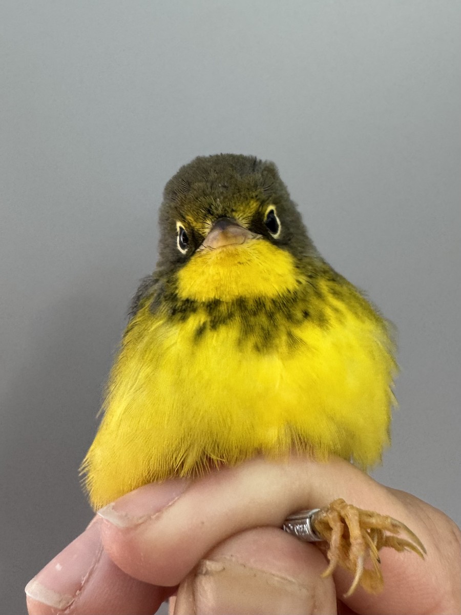 Canada Warbler - ML640013596