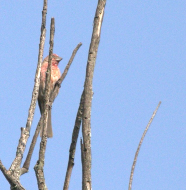 House Finch - ML640013616