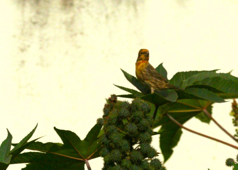 House Finch - ML640013617