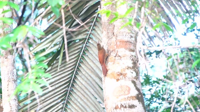 Amazonian Barred-Woodcreeper (Jurua) - ML640013621