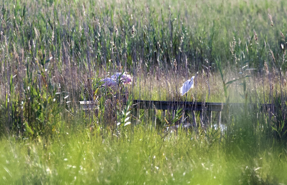 Snowy Egret - ML640013625