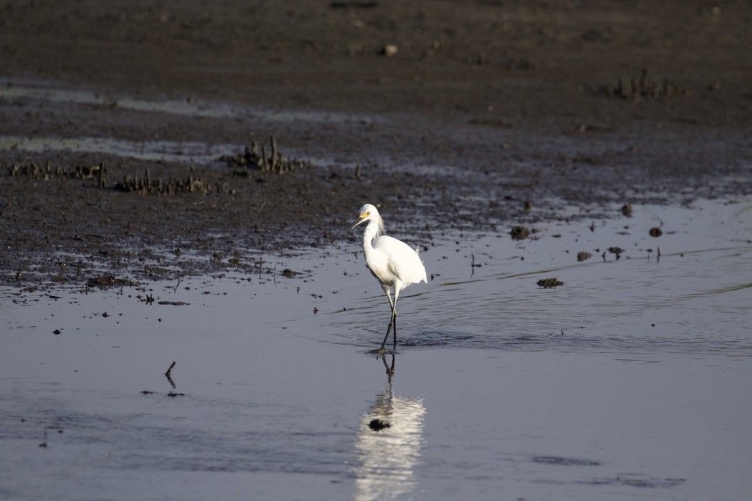 Snowy Egret - ML640013654