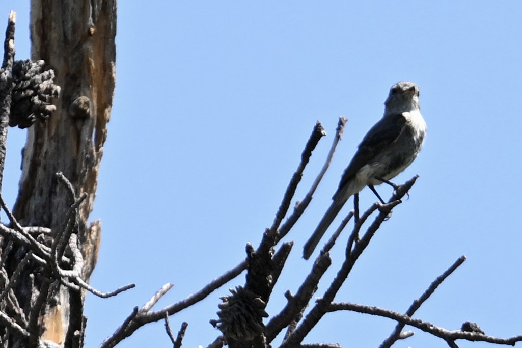 Gray Flycatcher - ML640013678