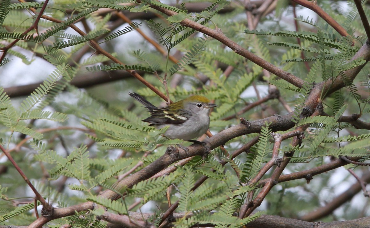 סבכון צהוב-כיפה - ML640013682