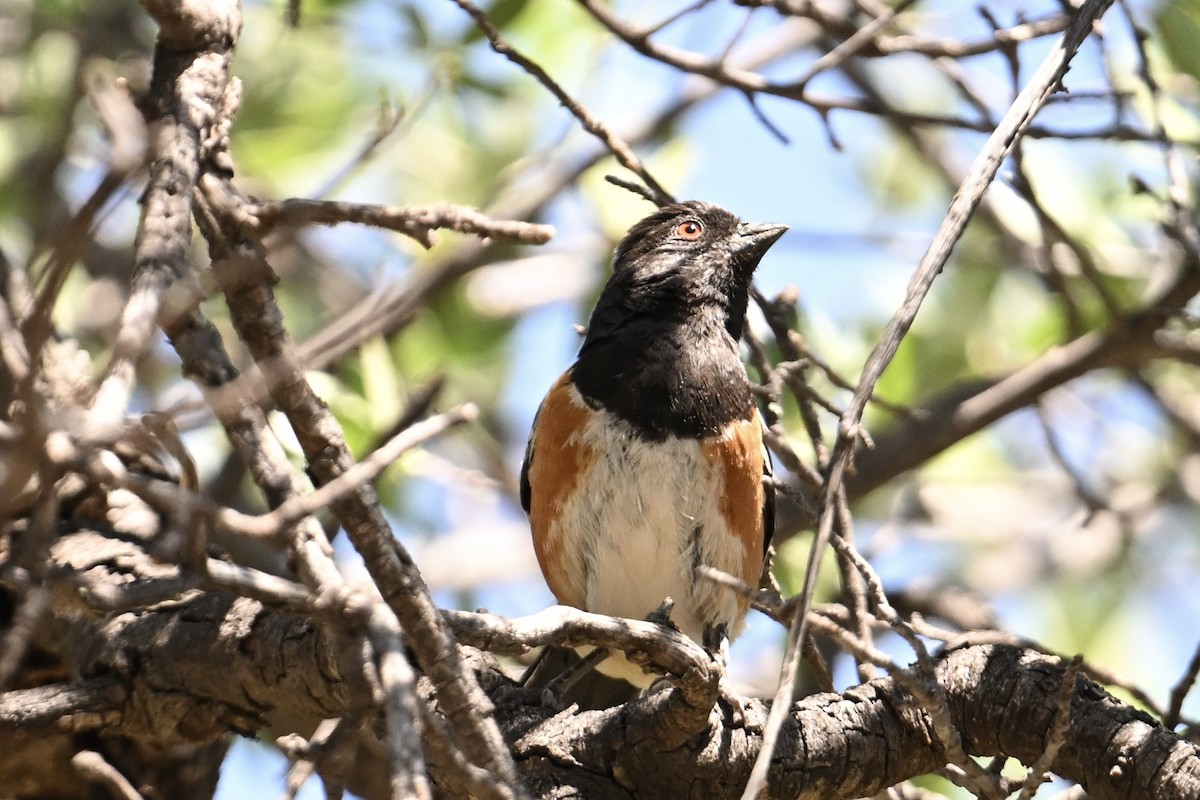 Spotted Towhee - ML640013698