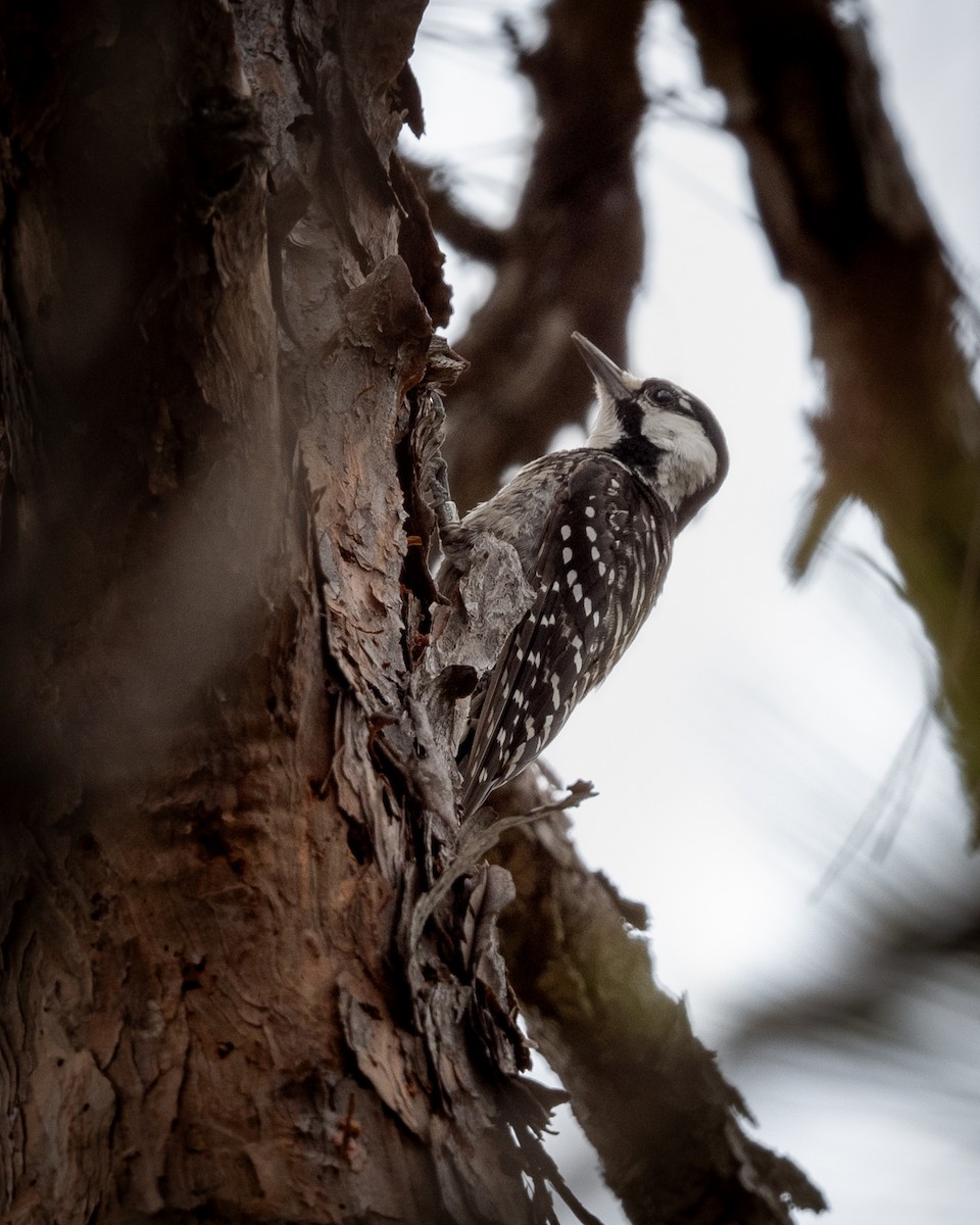 Red-cockaded Woodpecker - ML640013702