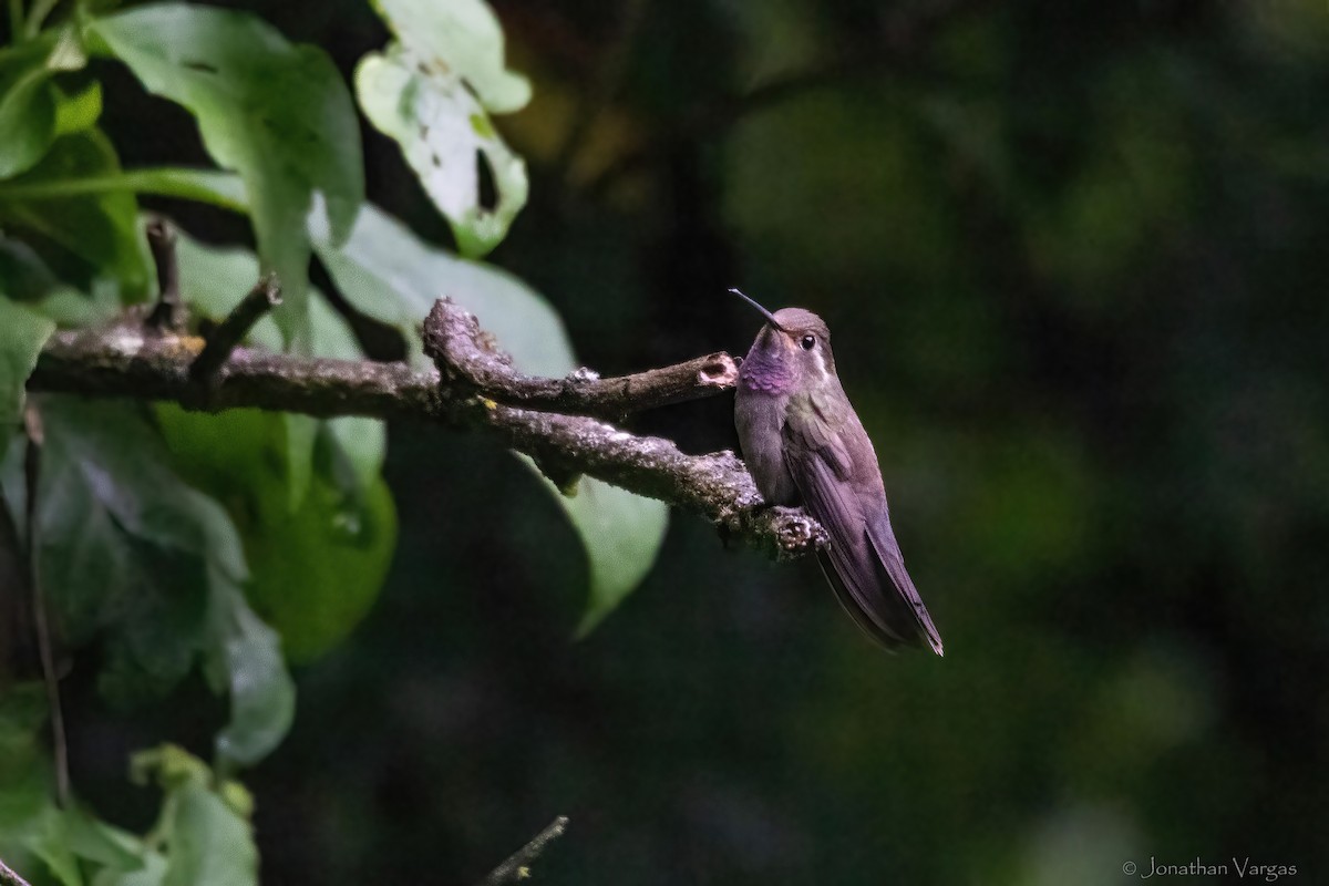 Amethyst-throated Mountain-gem - ML640013738