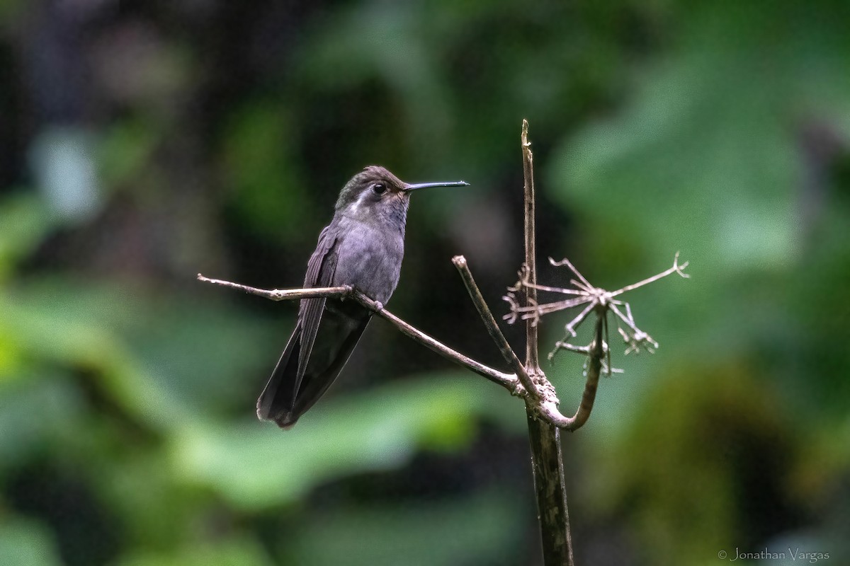 Amethyst-throated Mountain-gem - ML640013740