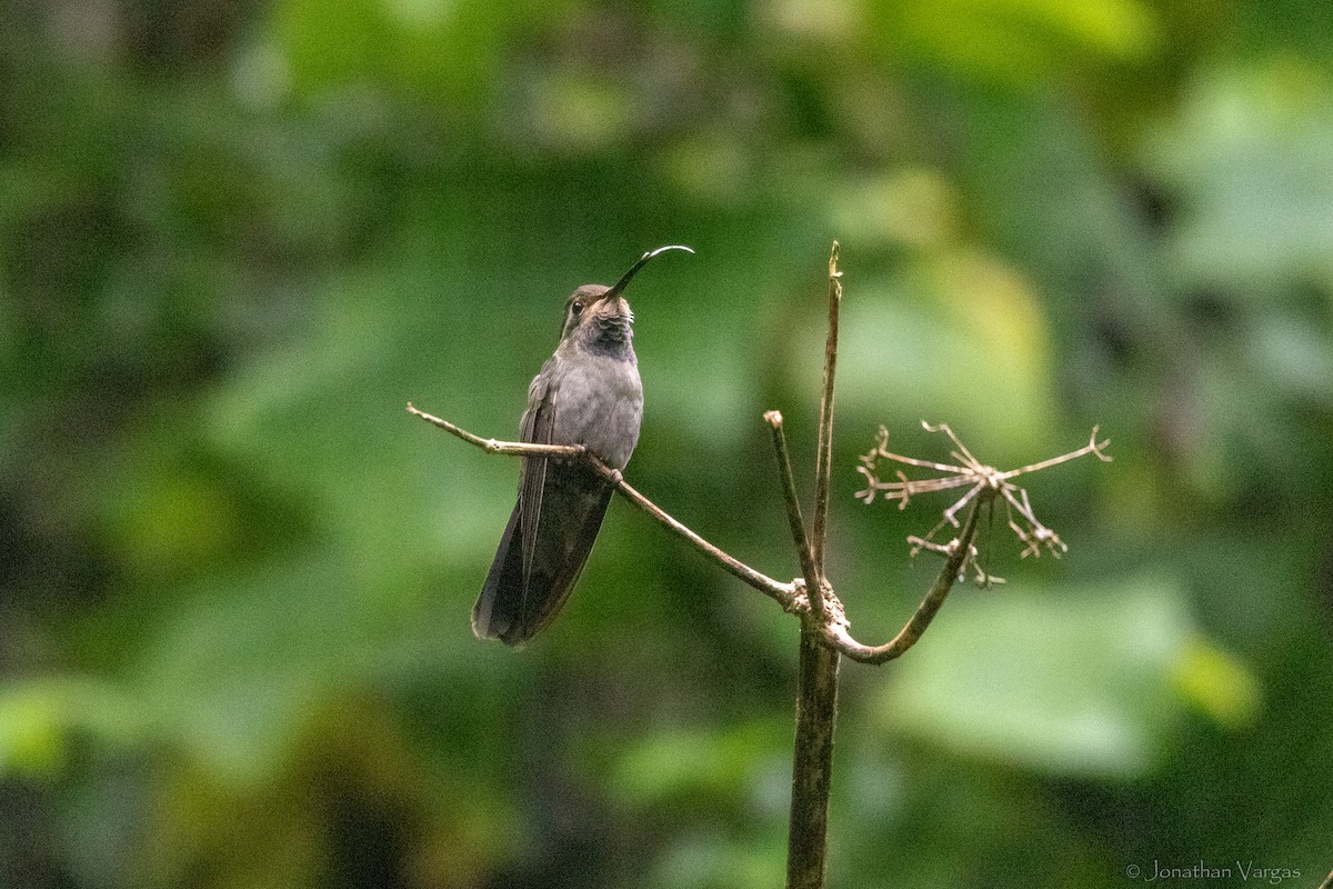 Amethyst-throated Mountain-gem - ML640013744