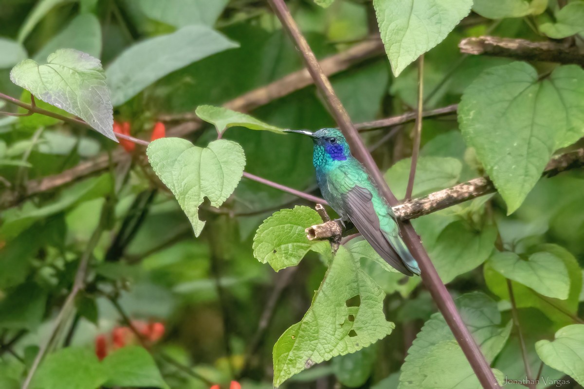 Mexican Violetear - ML640013764