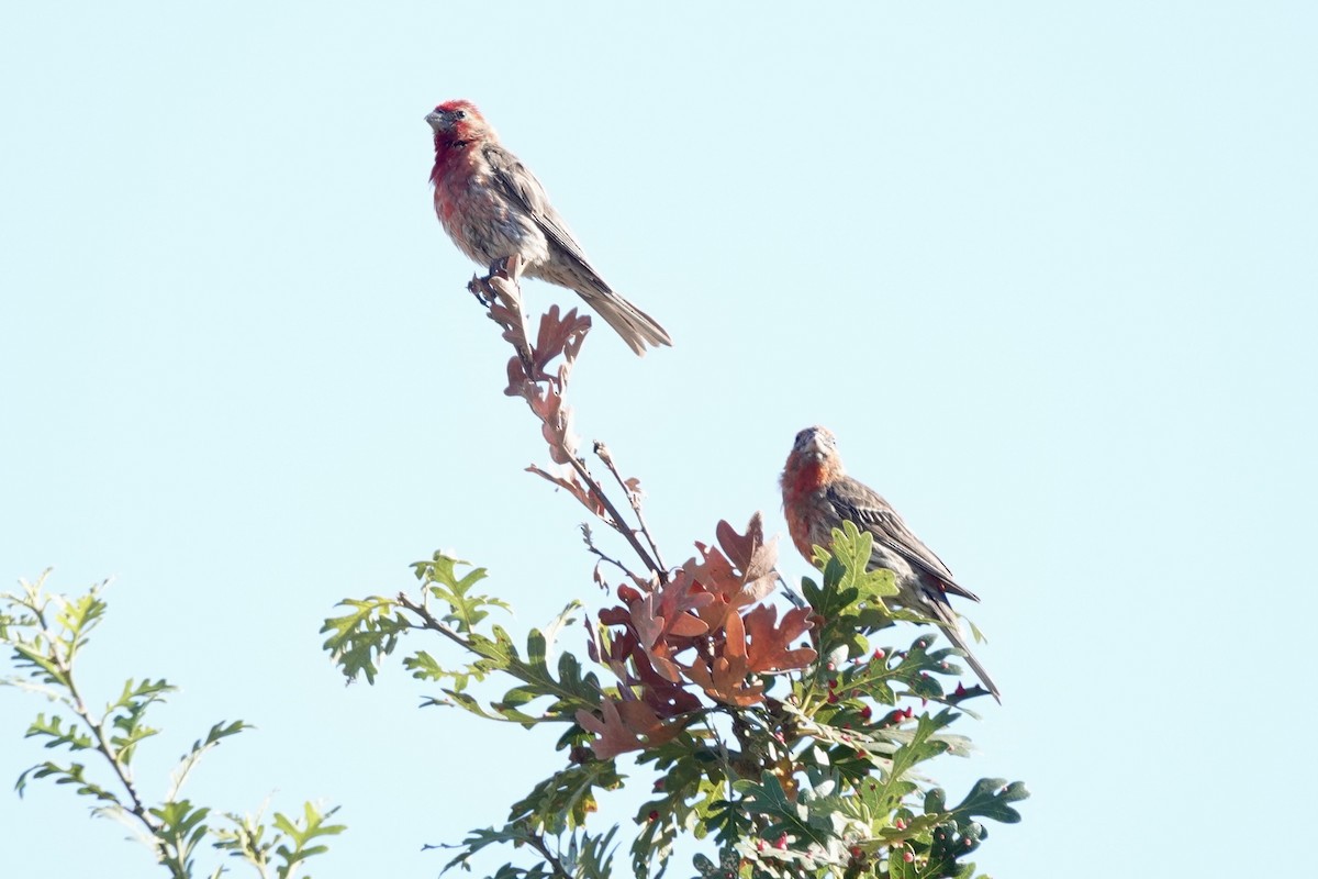 House Finch - ML640013774