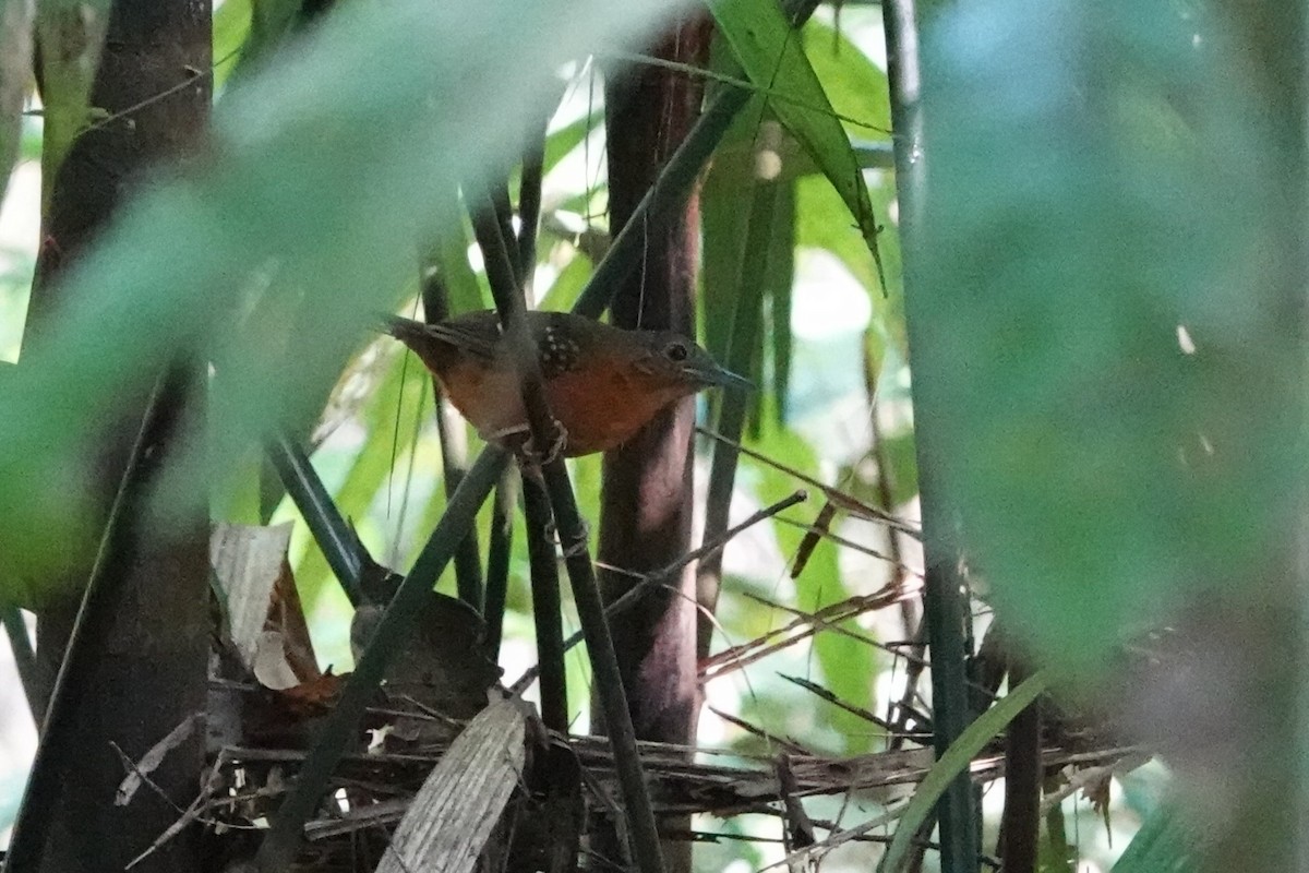 Humaita Antbird - ML640013803