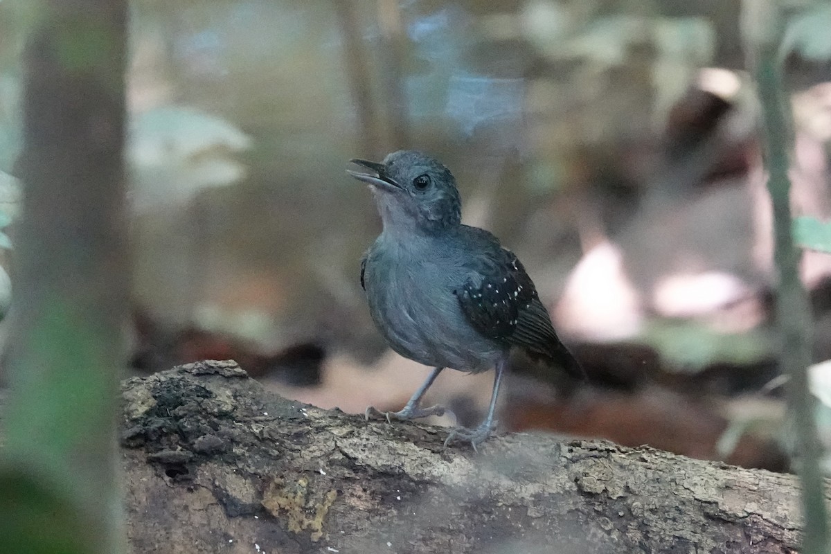 Humaita Antbird - ML640013804