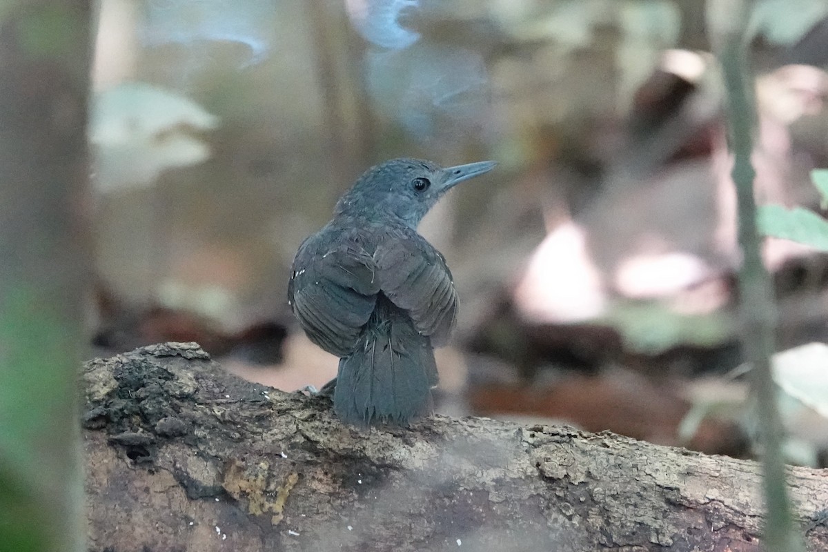 Humaita Antbird - ML640013805