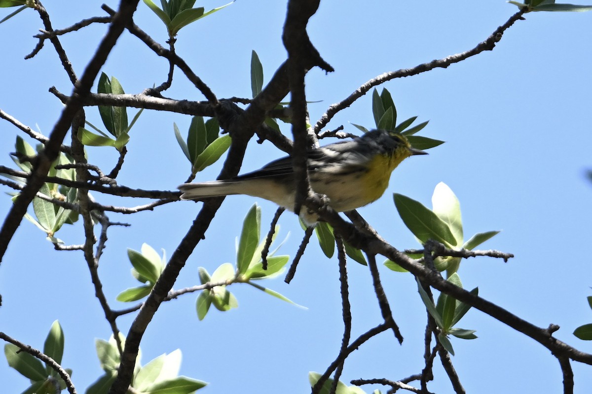 Grace's Warbler - ML640013816