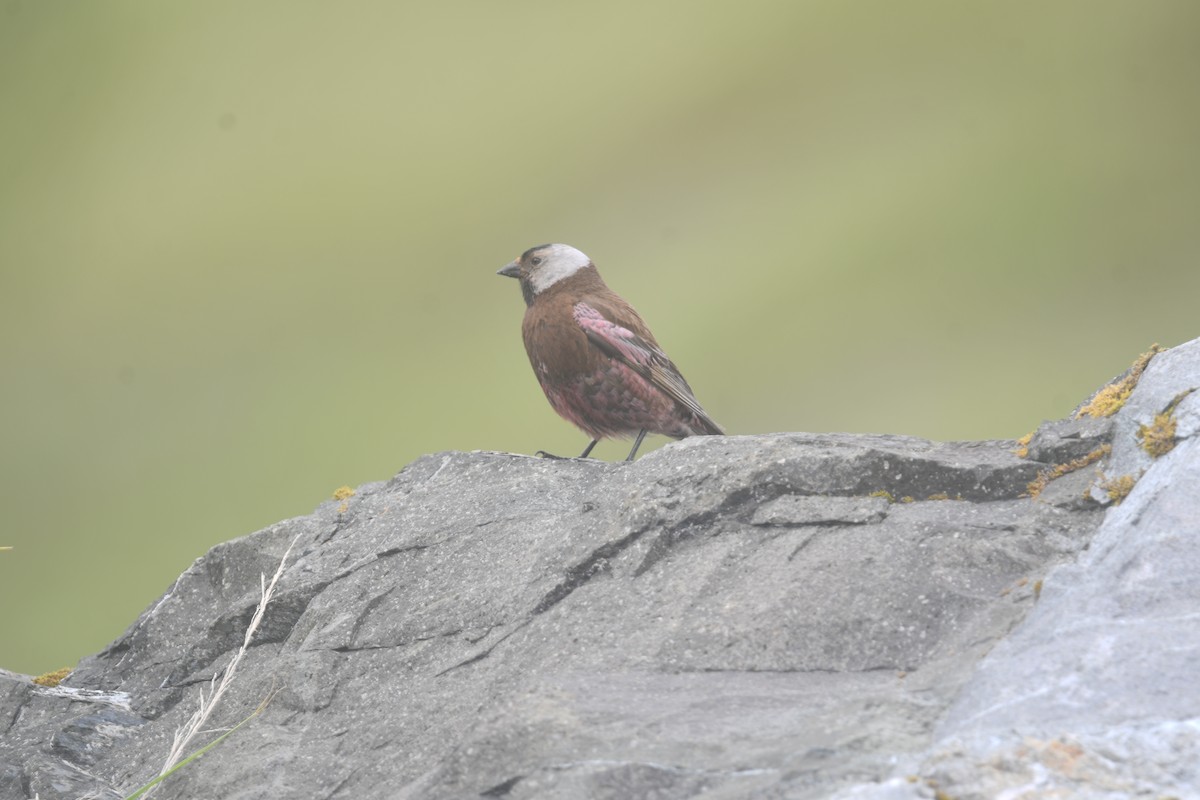 Gray-crowned Rosy-Finch (Aleutian and Kodiak Is.) - ML640013851