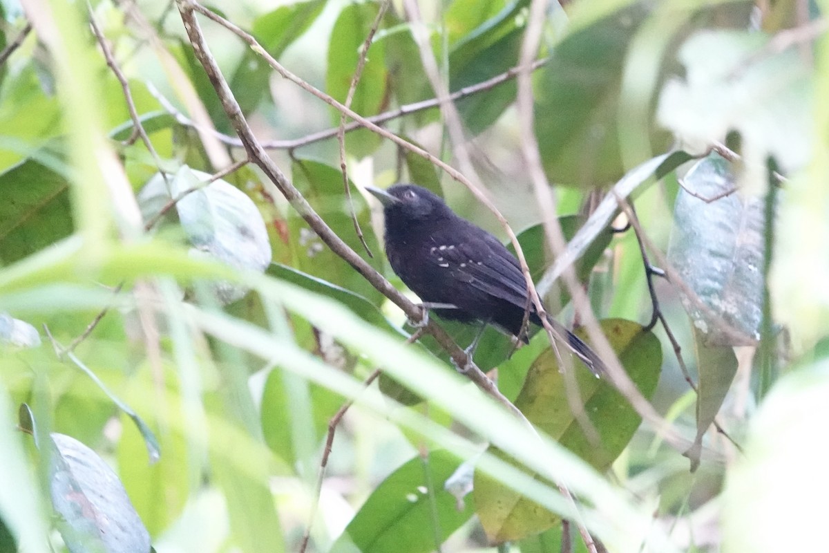 Manu Antbird - ML640013879