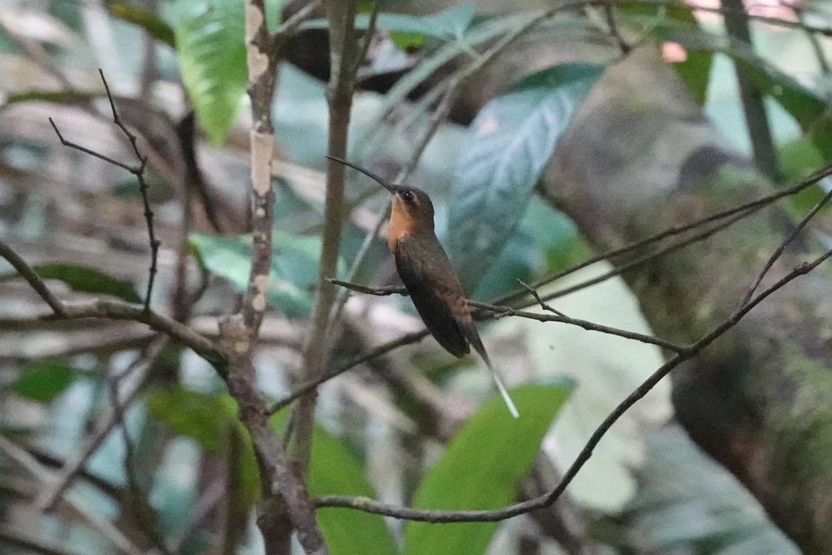Needle-billed Hermit - ML640013975