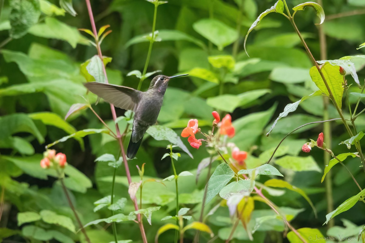 Amethyst-throated Mountain-gem - ML640013989