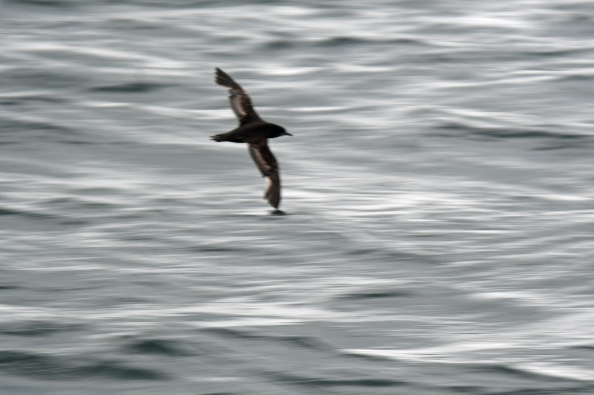 Short-tailed Shearwater - ML640014011