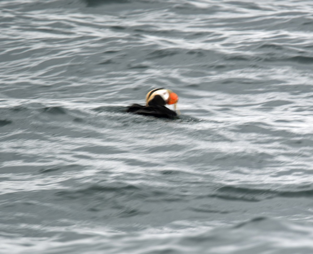 Tufted Puffin - ML640014039