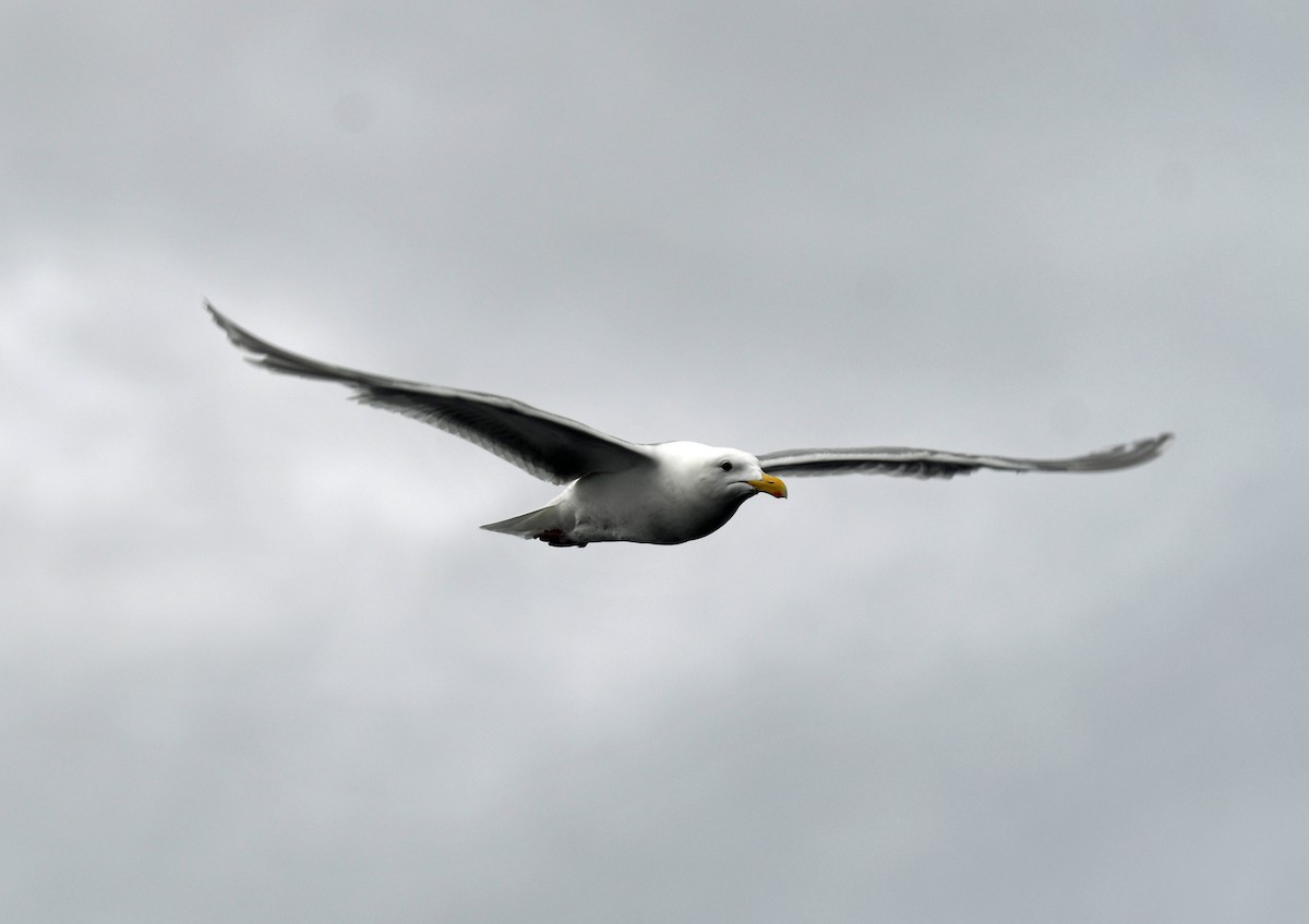 Glaucous-winged Gull - ML640014049
