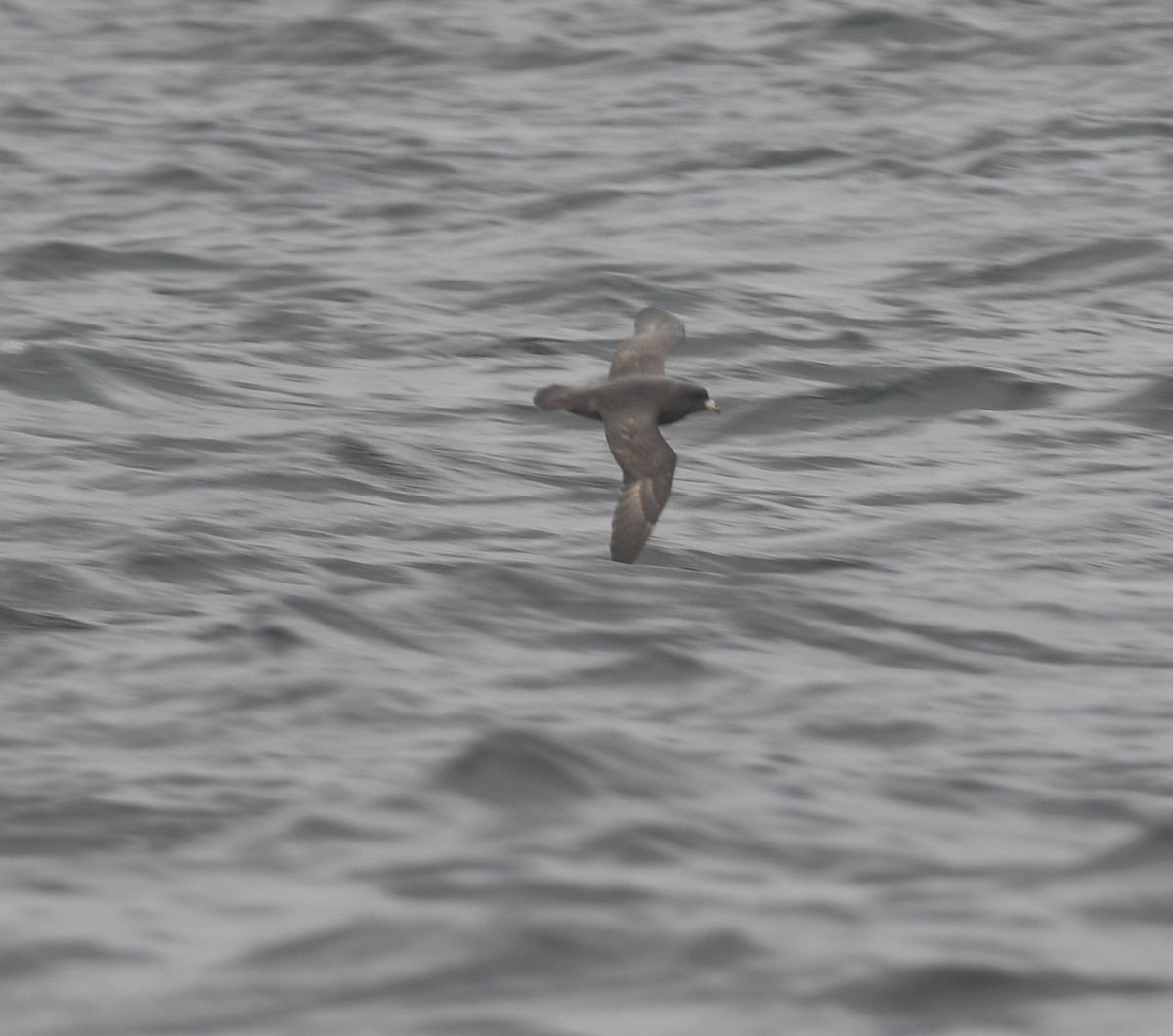 Northern Fulmar - ML640014055