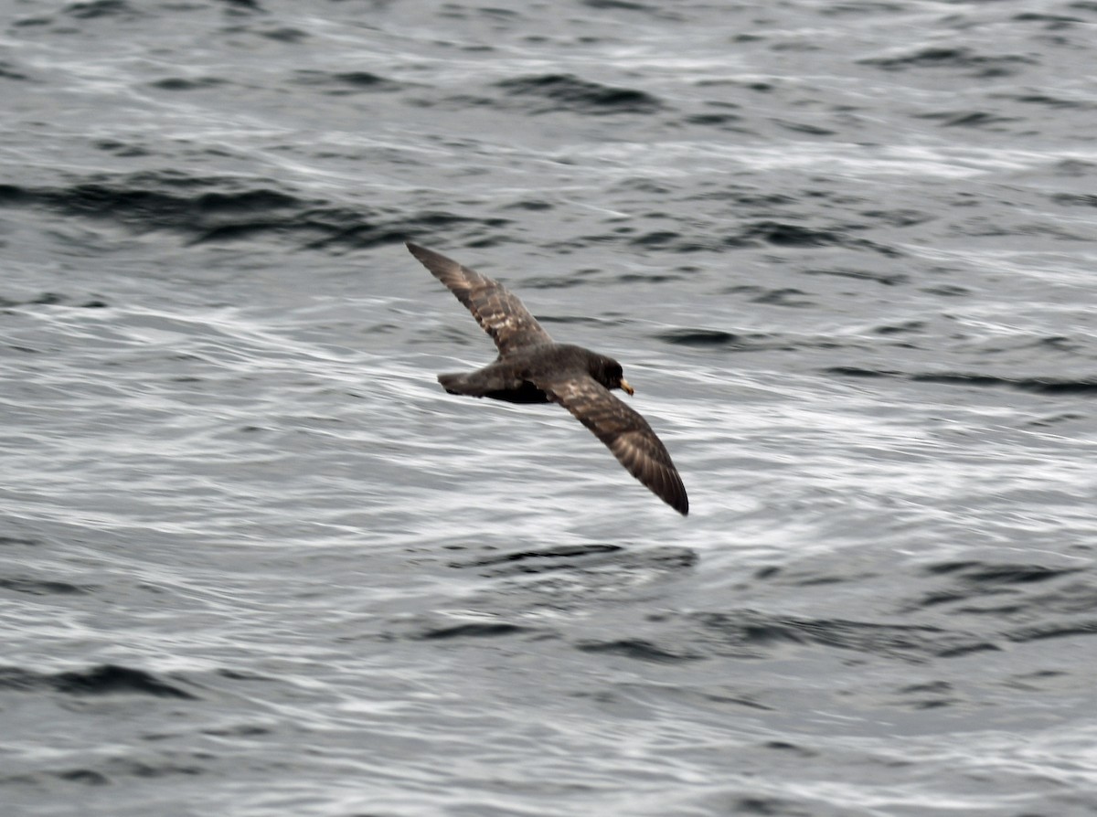 Northern Fulmar - ML640014062
