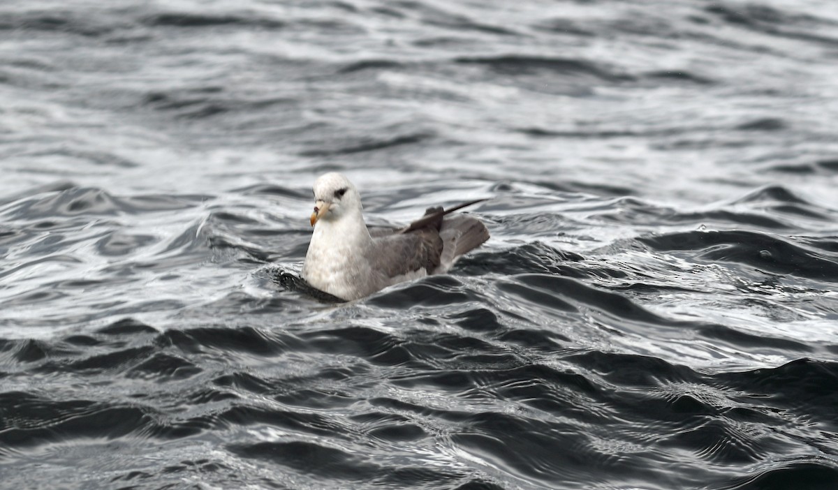 Northern Fulmar - ML640014063