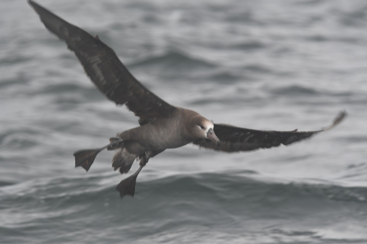 Black-footed Albatross - ML640014068