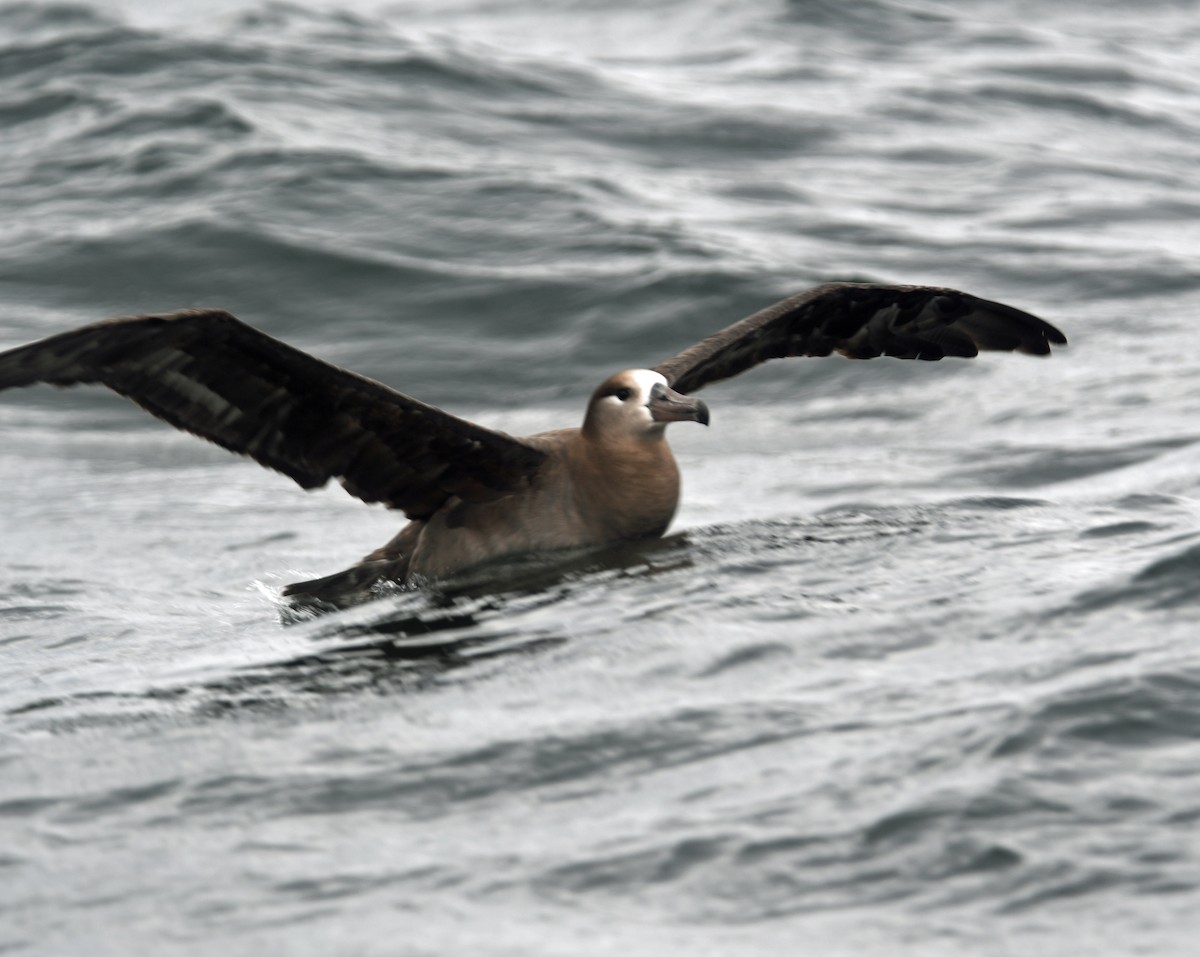 Black-footed Albatross - ML640014081