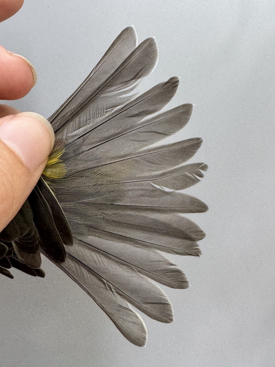 Canada Warbler - ML640014085
