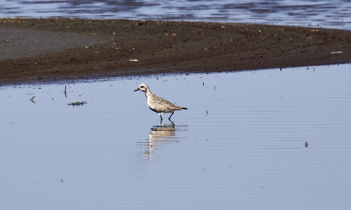 Black-bellied Plover - ML640014092