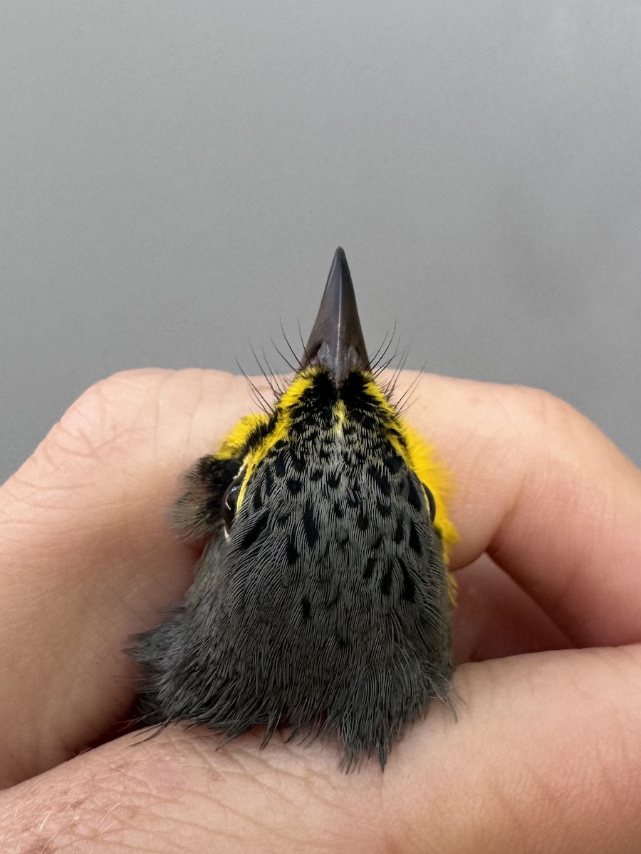 Canada Warbler - ML640014128