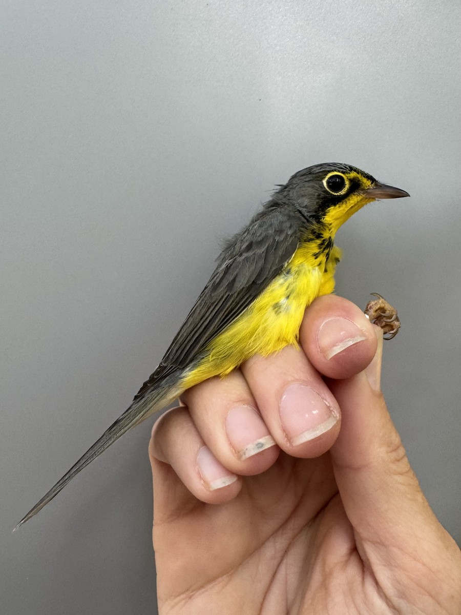 Canada Warbler - ML640014129