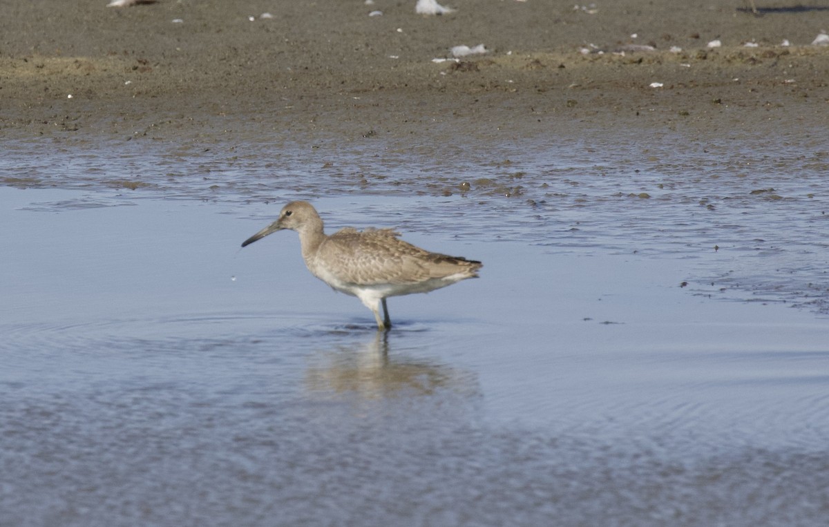 Willet - ML640014137