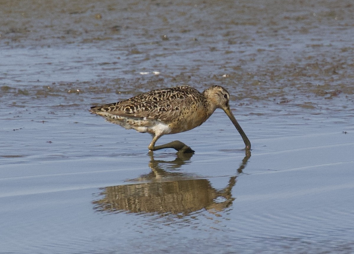 Short-billed Dowitcher - ML640014152