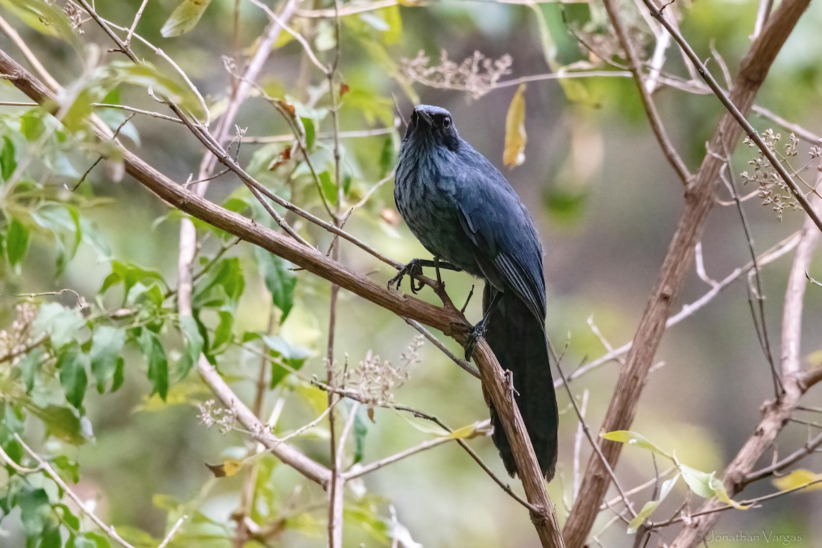 Blue Mockingbird - ML640014171
