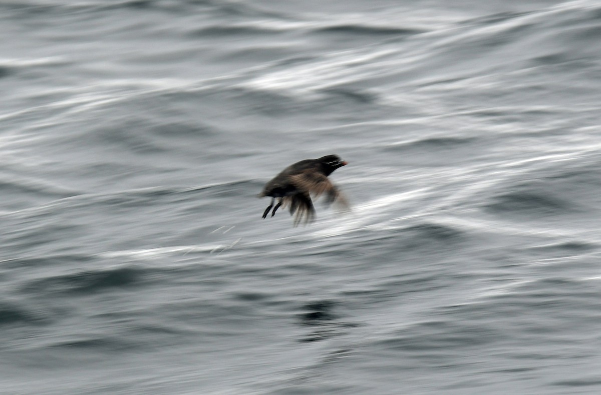 Whiskered Auklet - ML640014177