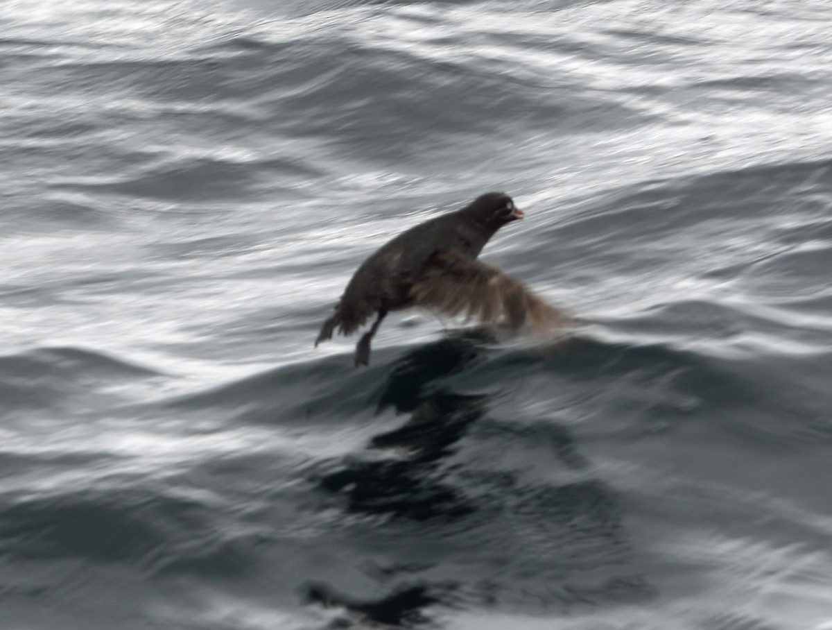 Whiskered Auklet - ML640014185