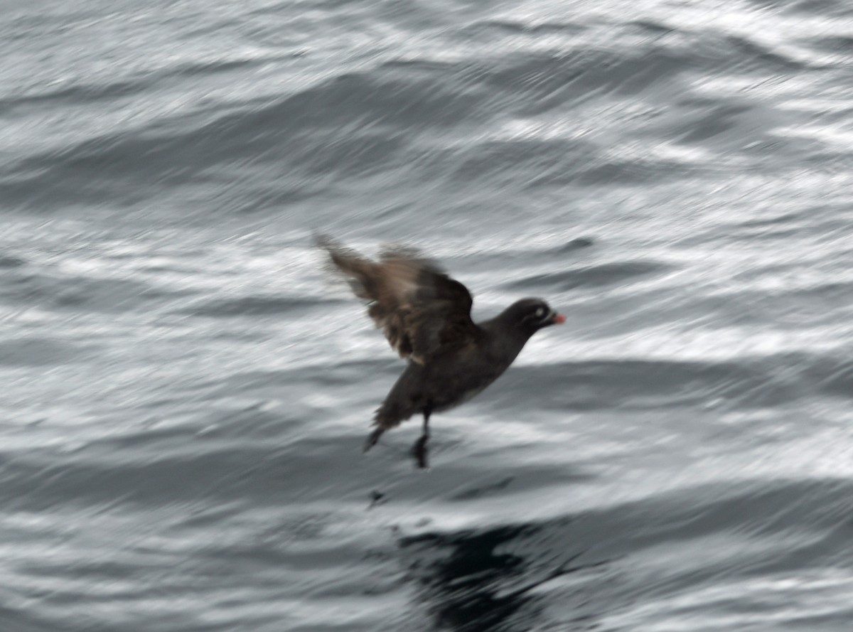 Whiskered Auklet - ML640014189